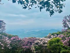 -梧桐山风景名胜区