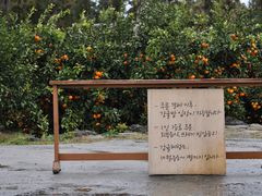 -柑橘农场