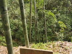 -上海佘山国家森林公园天马山园