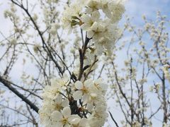 -樱桃山旅游景区