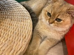 -飞行喵MR PILOT|猫舍·猫咖(静安大融城店)