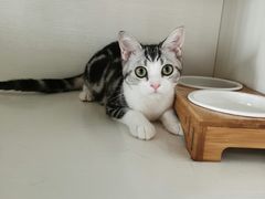 -东方名猫馆·英短金渐层布偶猫舍(环线广场1号楼店)