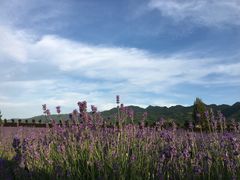 -曲江薰衣草庄园