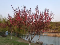 -大塘金香草谷