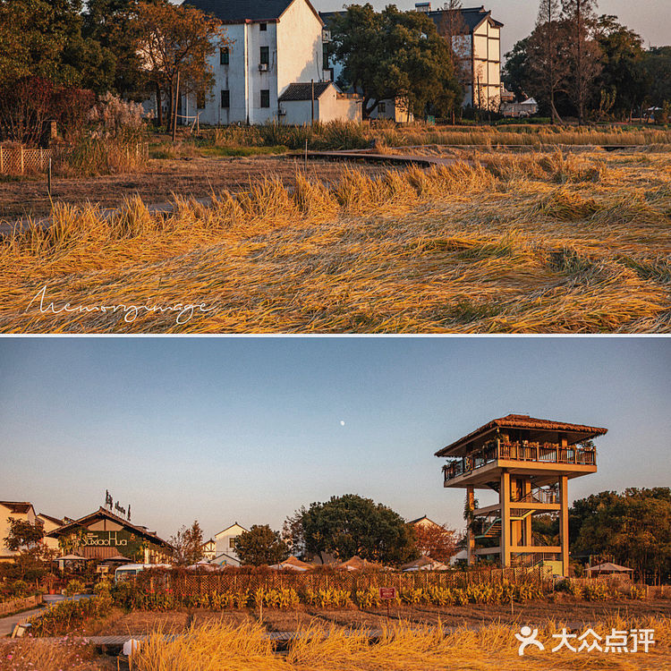 苏州震泽苏小花|浪漫乡村的该有的样子
