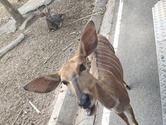 -清迈夜间动物园