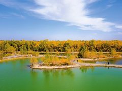 -金塔沙漠胡杨林景区