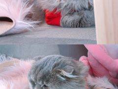 -喵屿·大理花园猫咖