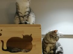 -万小咖.猫咖(中山路天虹店)
