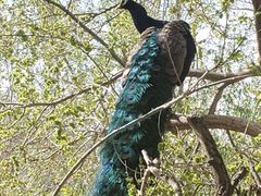 -新疆天山野生动物园