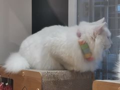 -有猫主题·治愈系猫咖(曾厝垵店)