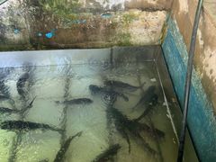 -姥家大锅台水库渔家