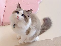-猫在这儿猫咪咖啡馆·撸猫馆