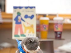 -喜茶(深圳喜荟城店)