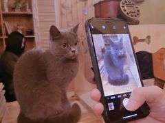-猫色咖啡·猫咖