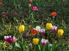 -家烧面馆【南山路知名经典面食】