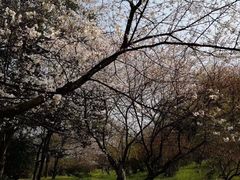 -西湖外事游船(花港观鱼码头)