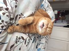 爱侣宠物医院(灵石路总店)-爱侣宠医·鹦鹉专科·小型哺乳类·异宠专科(灵石路店)