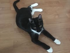 -纳吉亚猫专科动物医院博雅分院