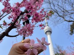 -龟山风景区-龟山电视塔