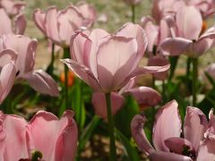 -洛阳郁金香牡丹园