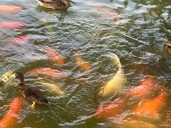 -团结湖公园