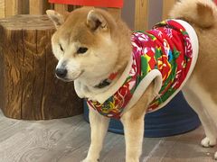 -柴迷FANS CLUB·柴犬狗咖·猫咖