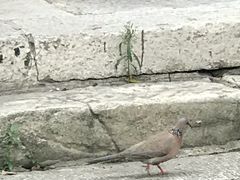 -西安化觉巷清真大寺