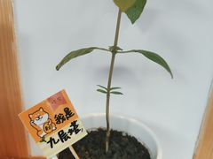 -呷贺盐酥鸡(抄纸巷店)