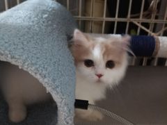 -babydoll猫舍·米努特·德文·缅因(久光中心店)
