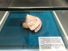 -青岛贝壳博物馆