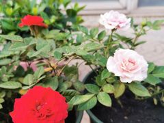 -秦美花卉(天朗·莱茵小城2期店)