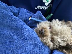 -爱侣宠医·鹦鹉专科·小型哺乳类·异宠专科(灵石路店)