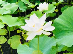 -草原塞蛮羊火锅城(港湾店)