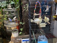 -丽江庭院·云南野生菌·海鲜火锅(鼓楼四合院店)