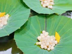 -次第花开素食雅宴