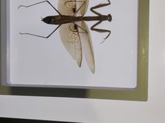 -上海昆虫博物馆