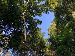 -西双版纳原始森林公园