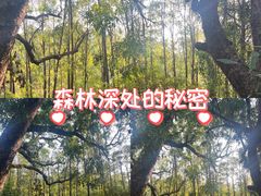 -金山植物公园