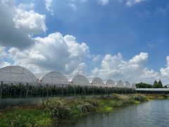 -马陆小张葡萄园农家乐