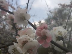 -秀丽东方