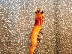 -半天妖烤鱼(芝罘万达店)