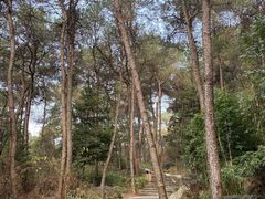 -铁山坪森林公园