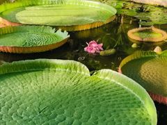 -北京植物园-展览温室