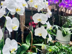 -何兮花店·气球派对鲜花店(马桥银春路万科城店)