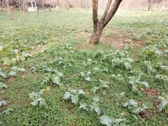 -苏州上方山国家森林公园