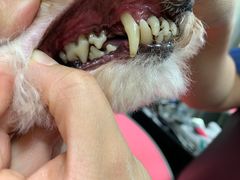 -宠福鑫康馨动物医院·骨科·眼科