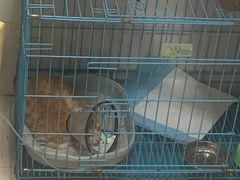 -乐琪宠物医院·犬猫专科·骨外科·急重症