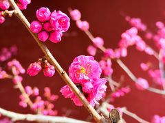 -红螺寺