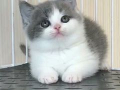 -喵zoo家庭繁育猫舍(尖东智能花园店)